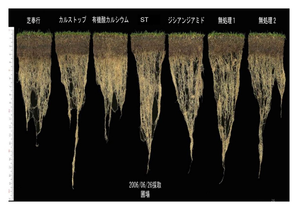 ベントグラスの夏越しを良くするためには？