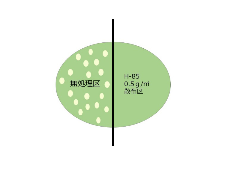 ベントグラスの夏越しを良くするためには？