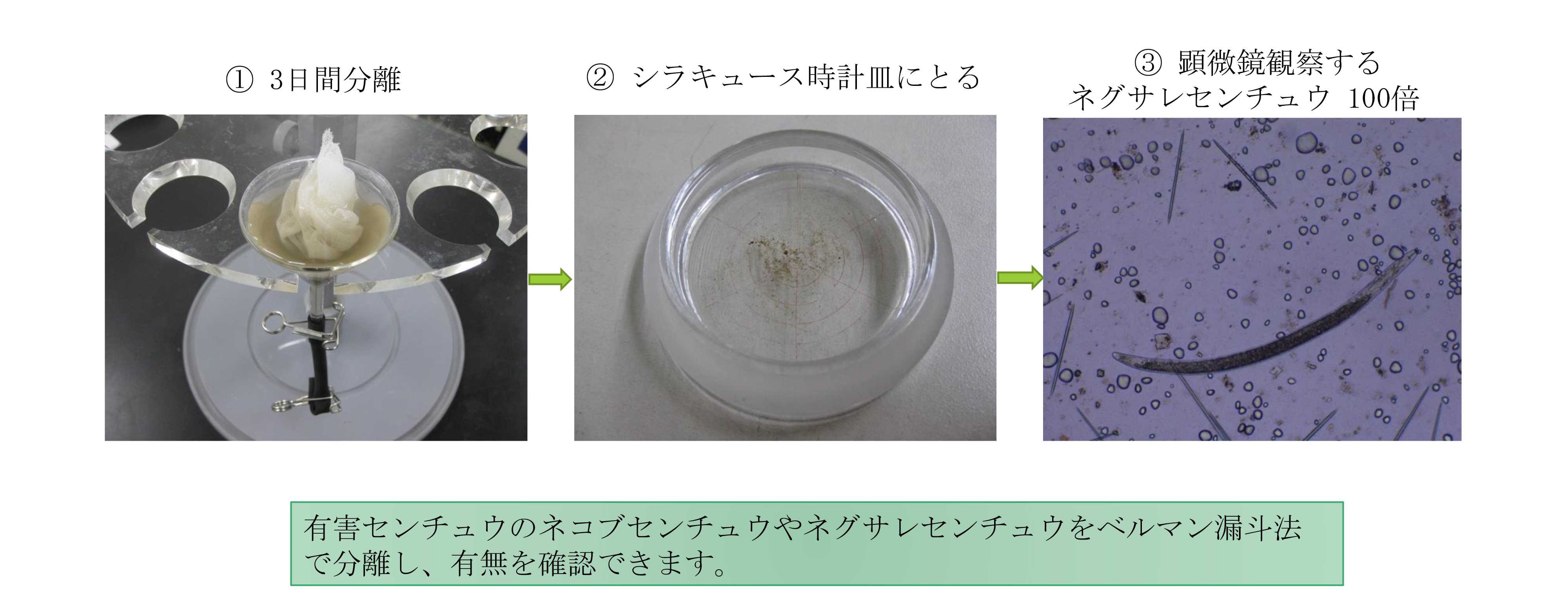 線虫検索