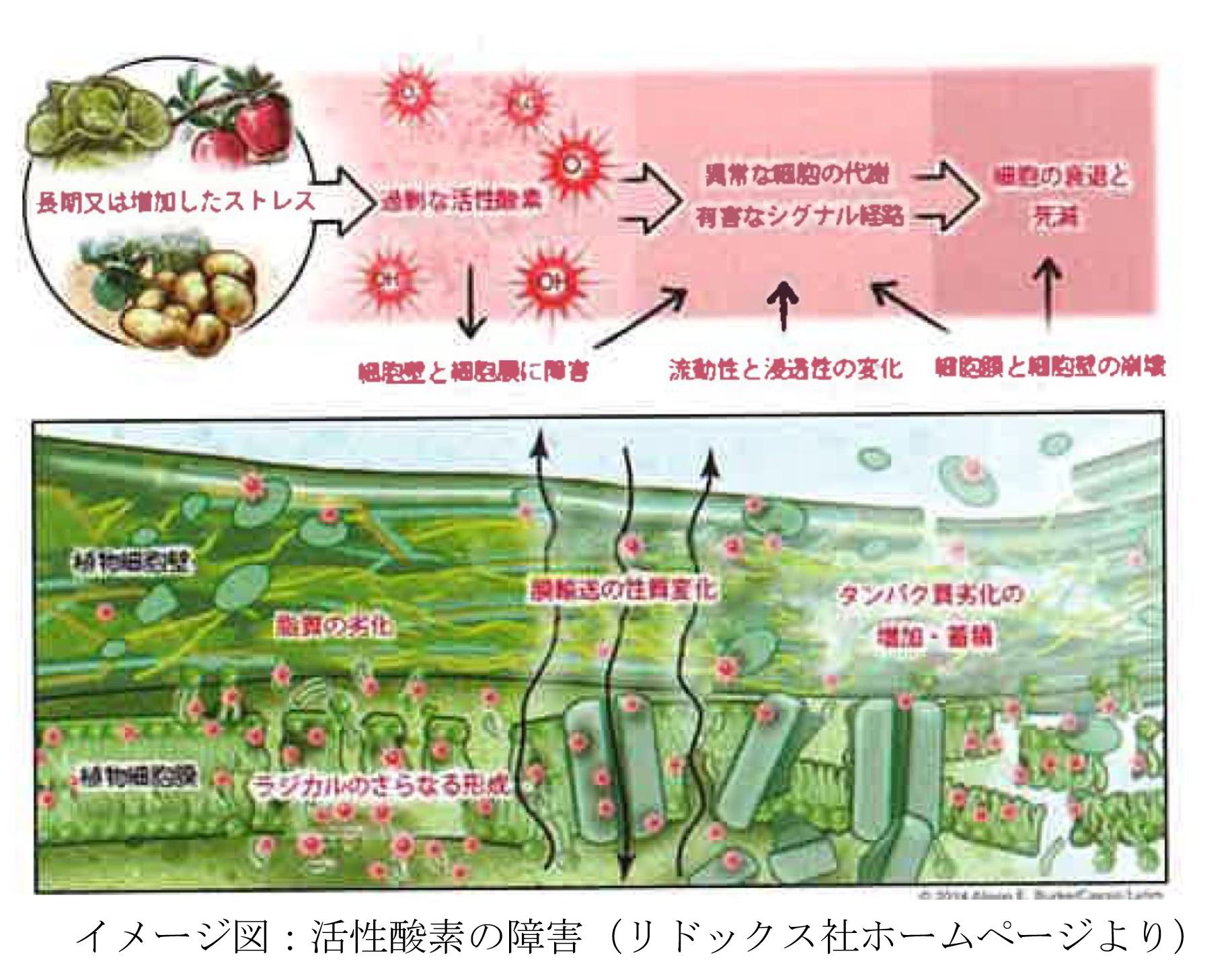 活性酸素とは