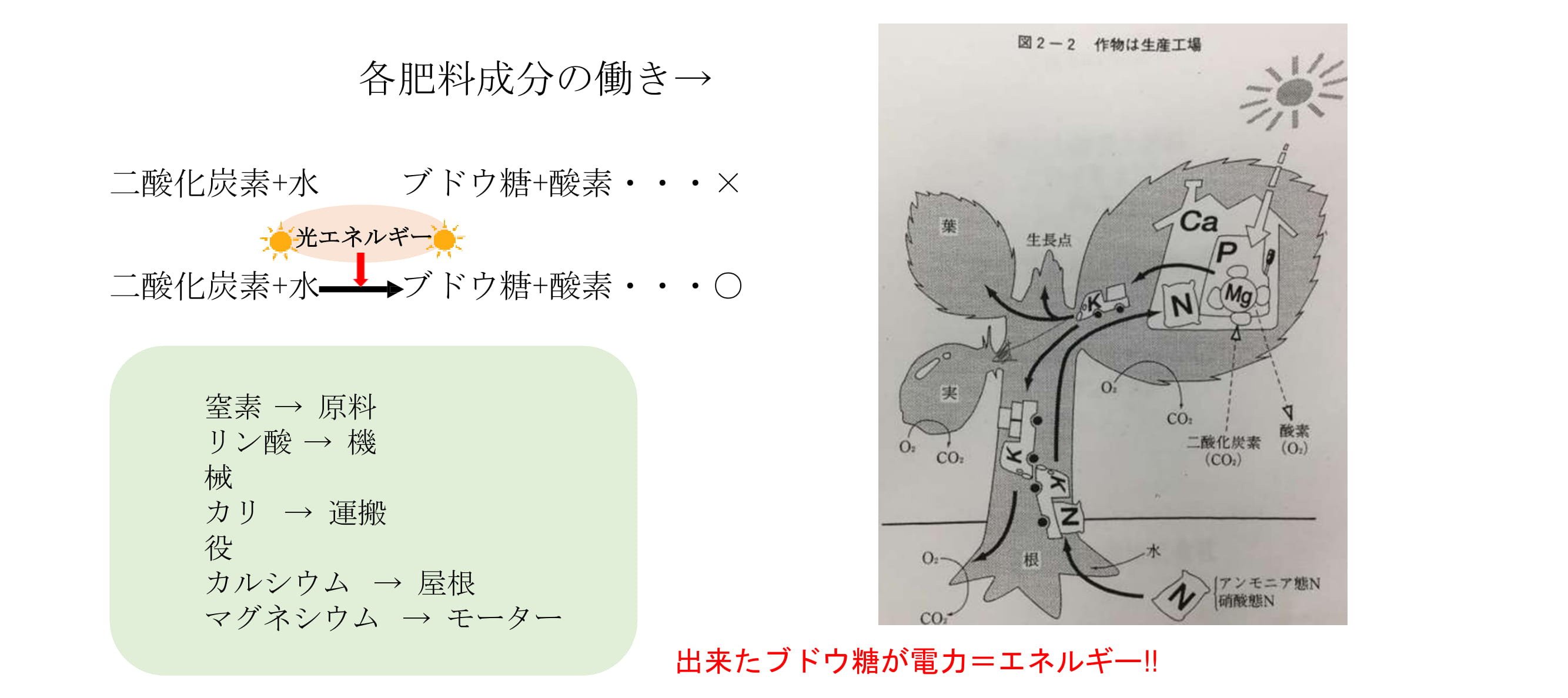 光合成とは何か？