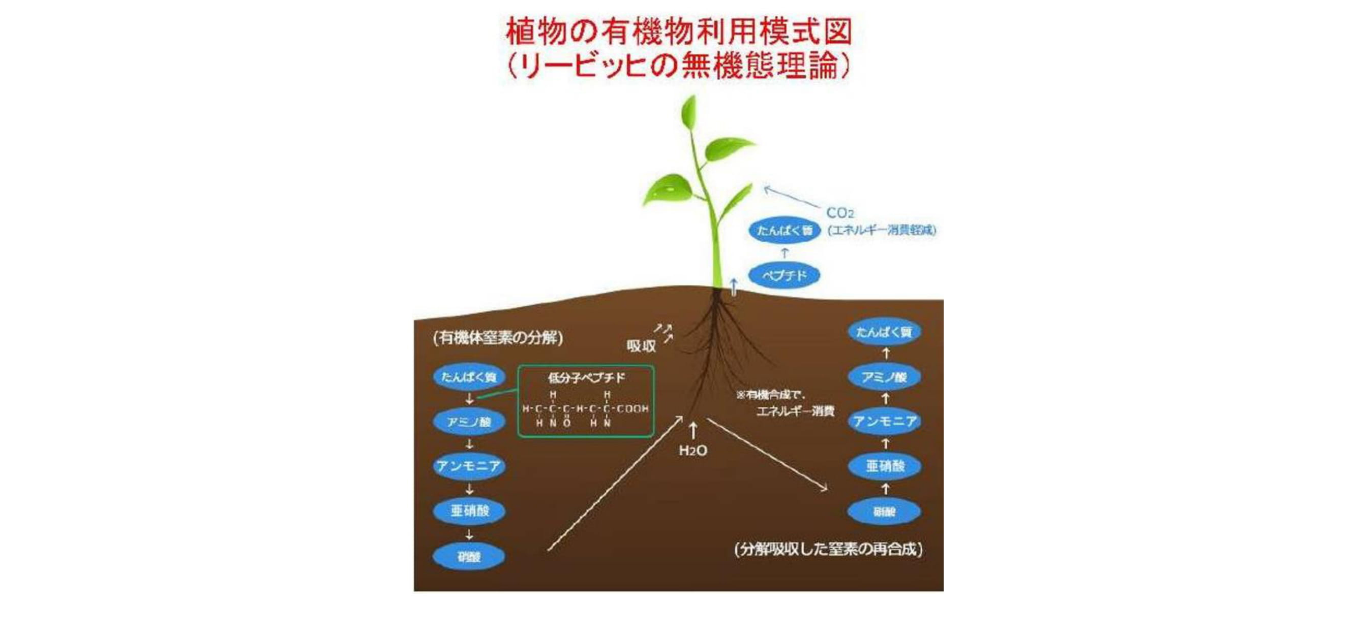 ベントグラスの夏越しを良くするためには？