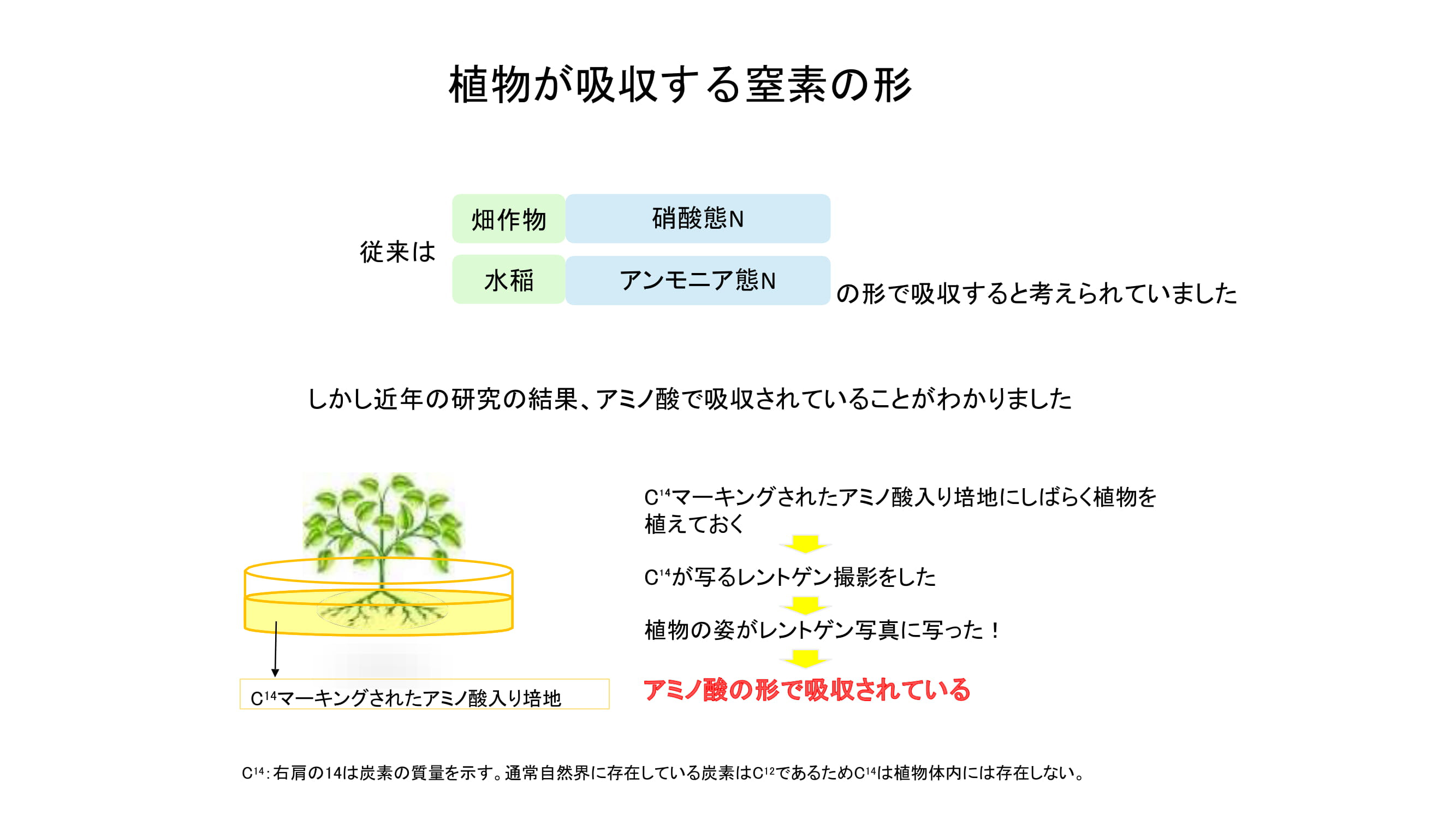 ベントグラスの夏越しを良くするためには？