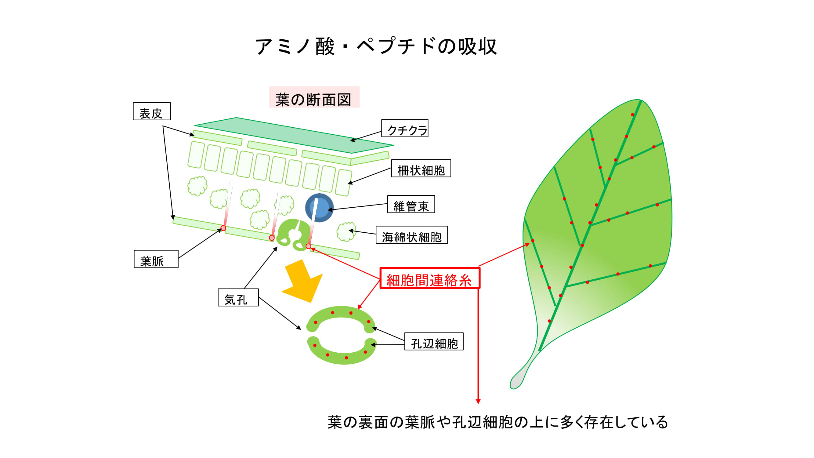 ベントグラスの夏越しを良くするためには？