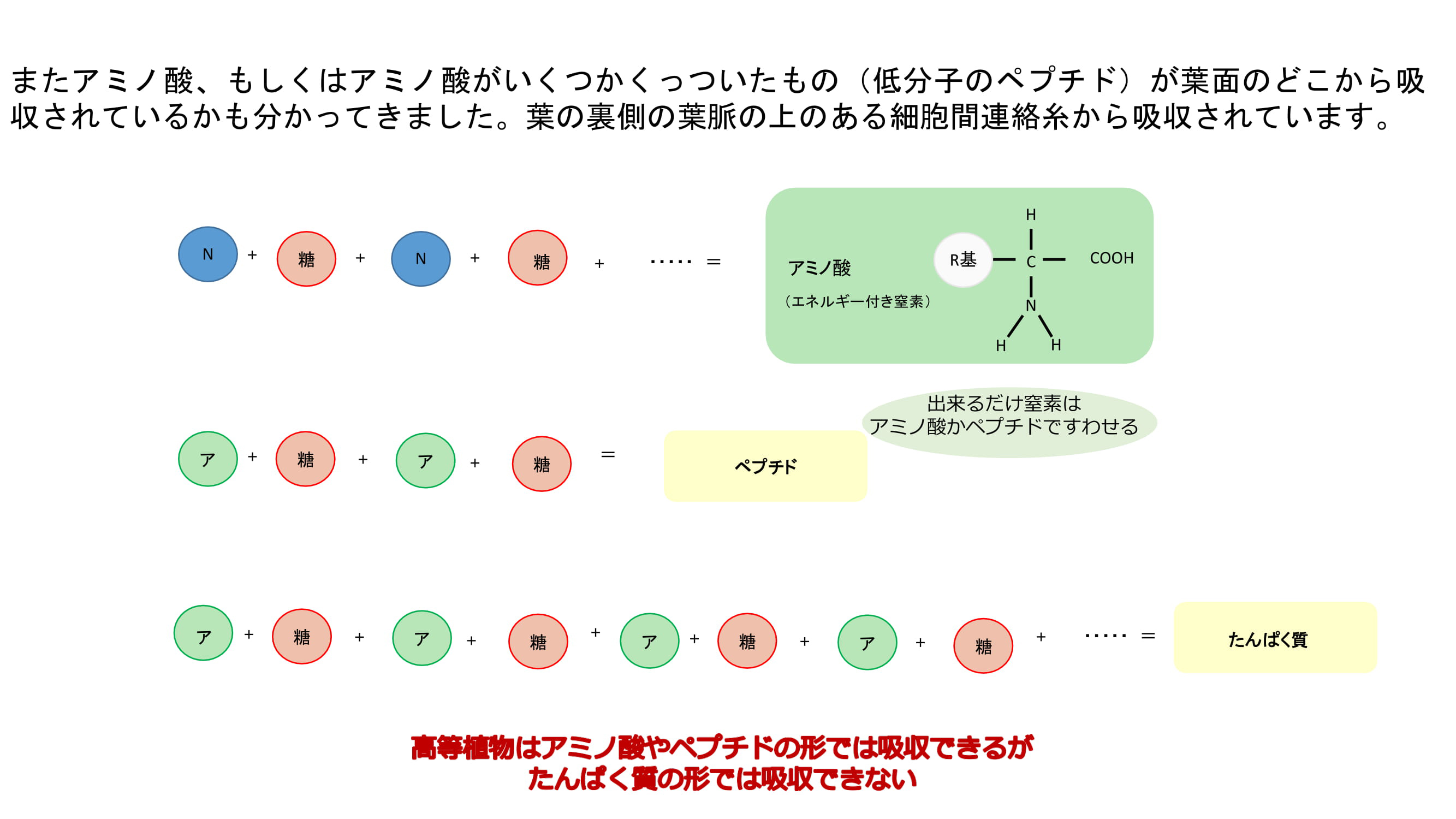 ベントグラスの夏越しを良くするためには？