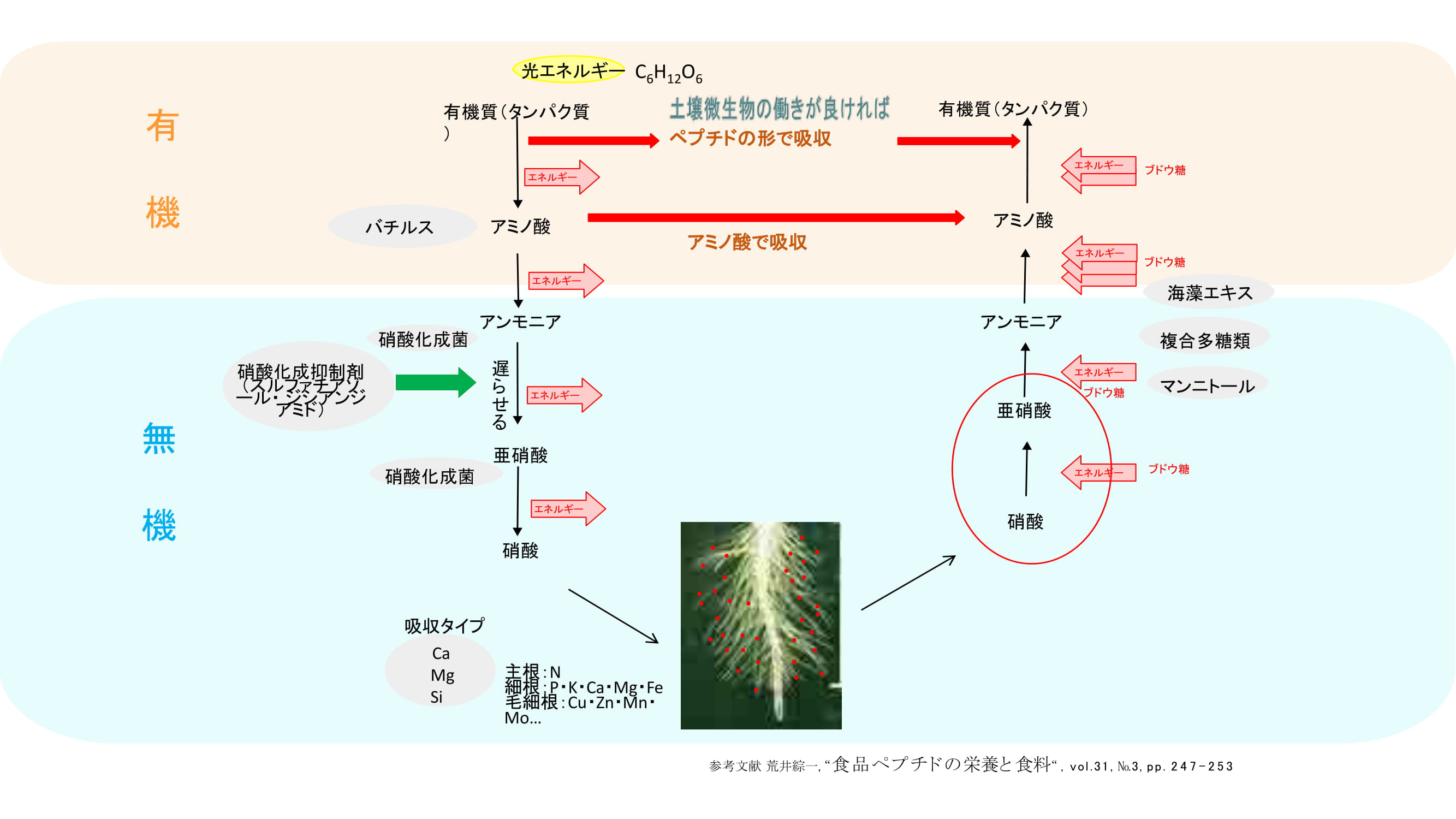 ベントグラスの夏越しを良くするためには？