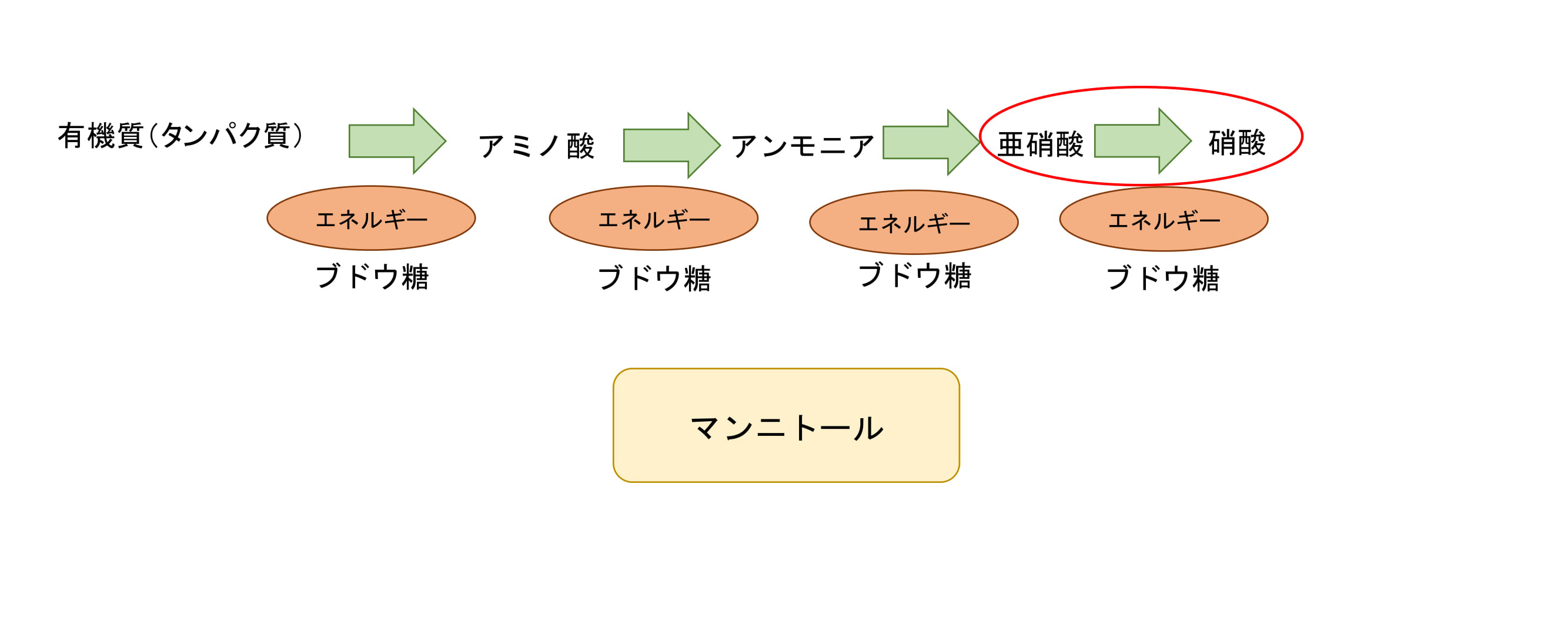 ベントグラスの夏越しを良くするためには？