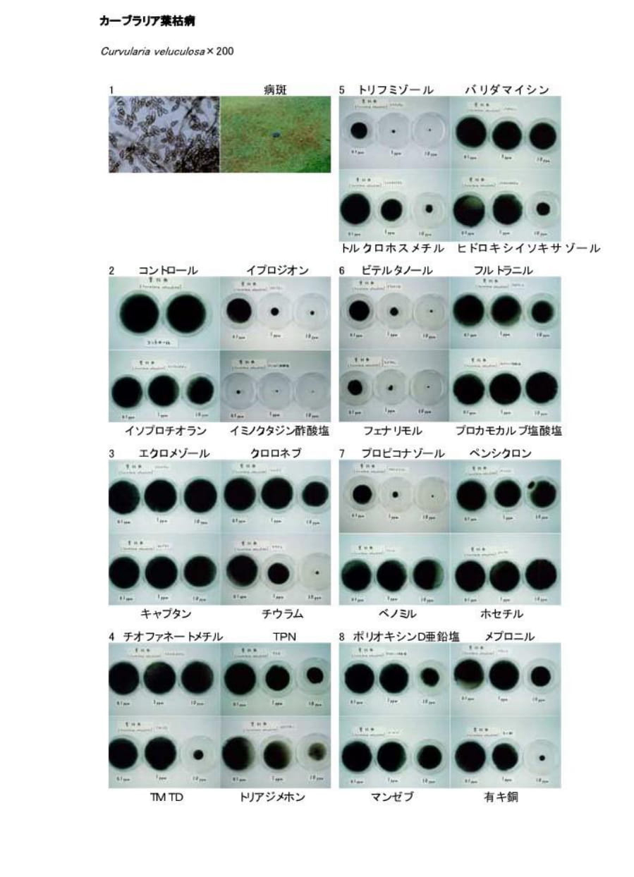 カーブラリア葉枯病（犬の足跡）